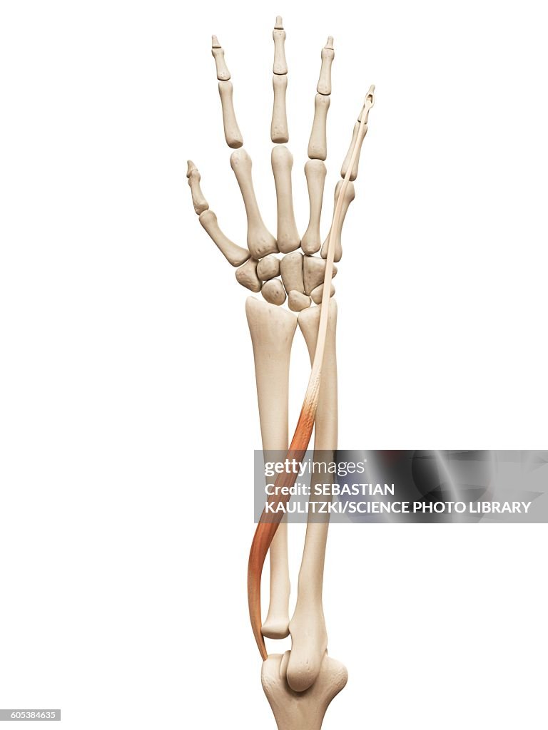 Arm muscle, illustration