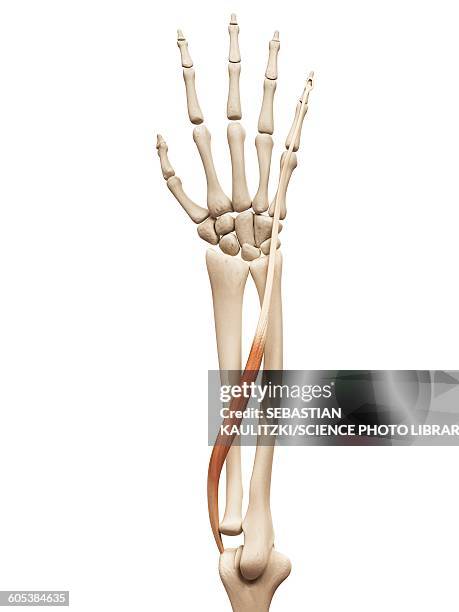 Extensor Digitro 40 Extensor Digiti Minimi Muscle Stock Photos, High-Res Pictures, and ...