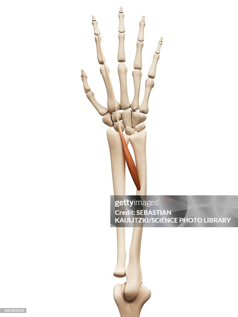Arm muscle, illustration