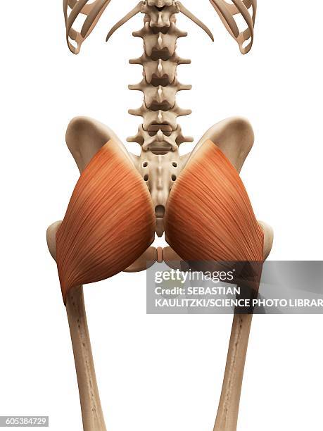 Buttocks Function 517 Gluteal Muscles Stock Photos, High-Res Pictures, and Images - Getty ...