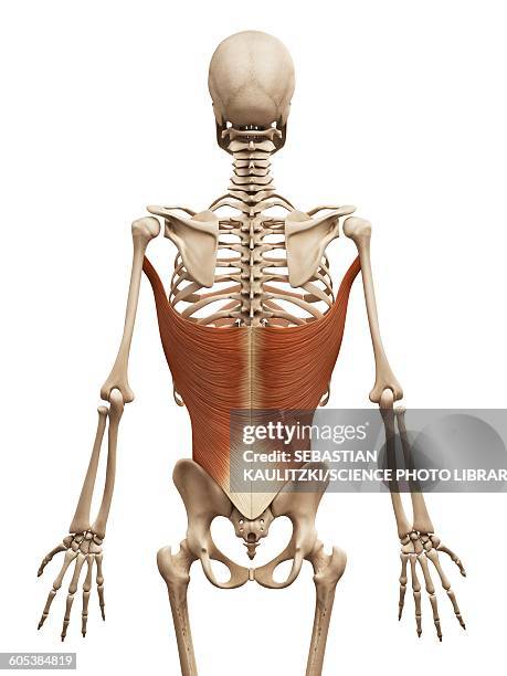 stockillustraties, clipart, cartoons en iconen met human back muscles, illustration - brede rugspier