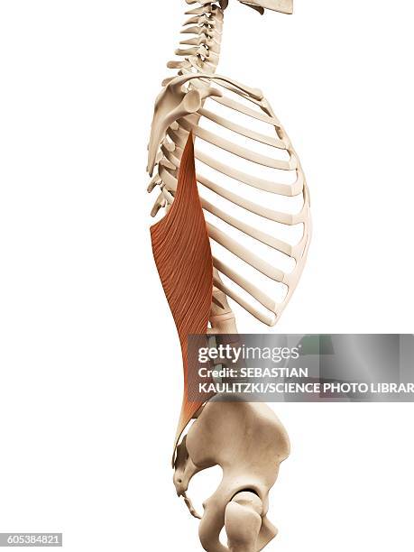 stockillustraties, clipart, cartoons en iconen met human back muscles, illustration - brede rugspier