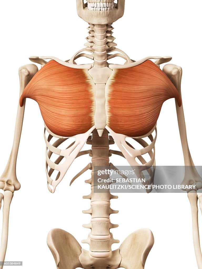 Human Chest Muscles Illustration High-Res Vector Graphic - Getty Images