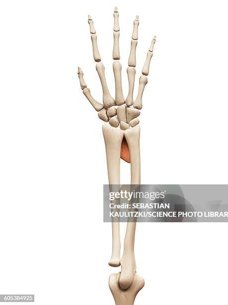 human hand muscles, illustration - skeleton hand stock illustrations