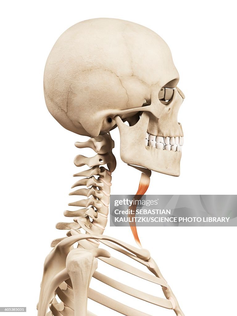 Human Neck Muscles Illustration High Biology Diagrams