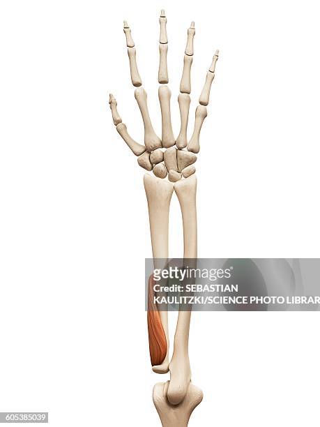 arm muscle, illustration - human arm stock illustrations