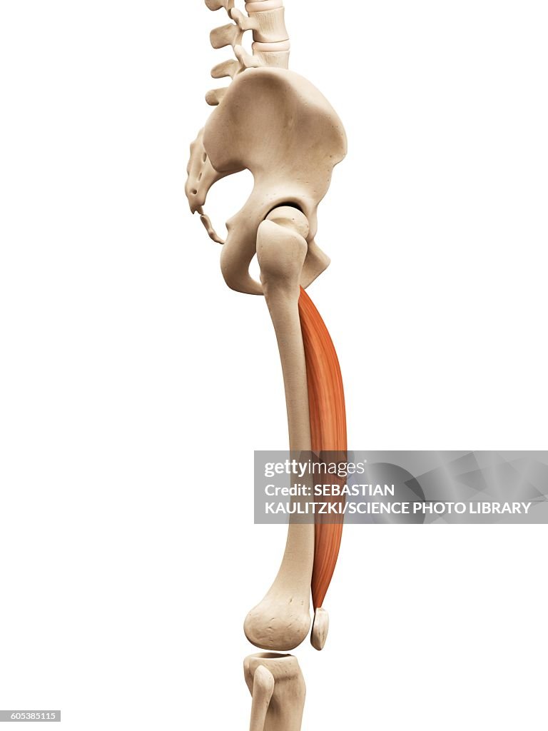 Leg muscles, illustration