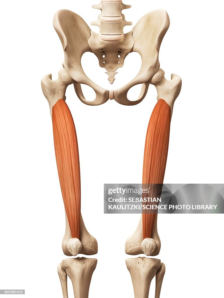 Leg muscles, illustration