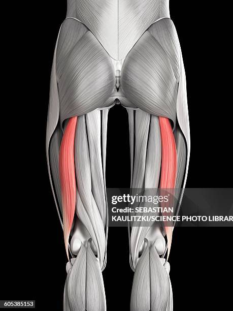 ilustrações de stock, clip art, desenhos animados e ícones de leg muscles, illustration - bíceps femoral