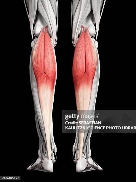 ilustrações de stock, clip art, desenhos animados e ícones de leg muscles, illustration - gastrocnemius