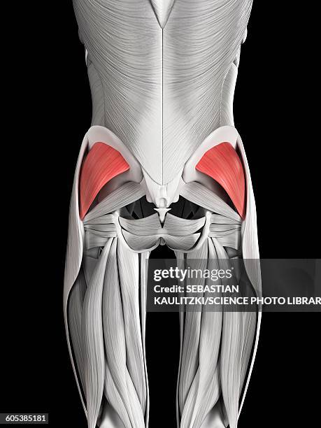 human buttock muscles, illustration - buttock stock illustrations