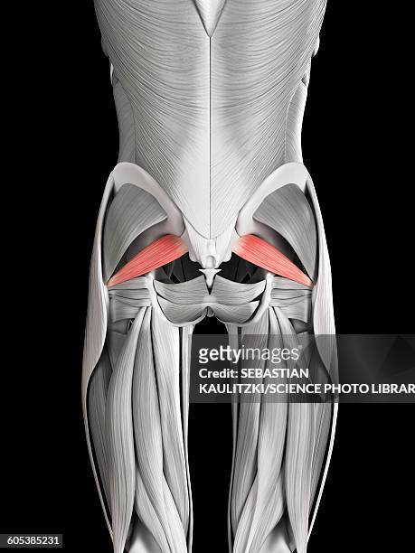 human buttock muscles, illustration - buttock stock illustrations