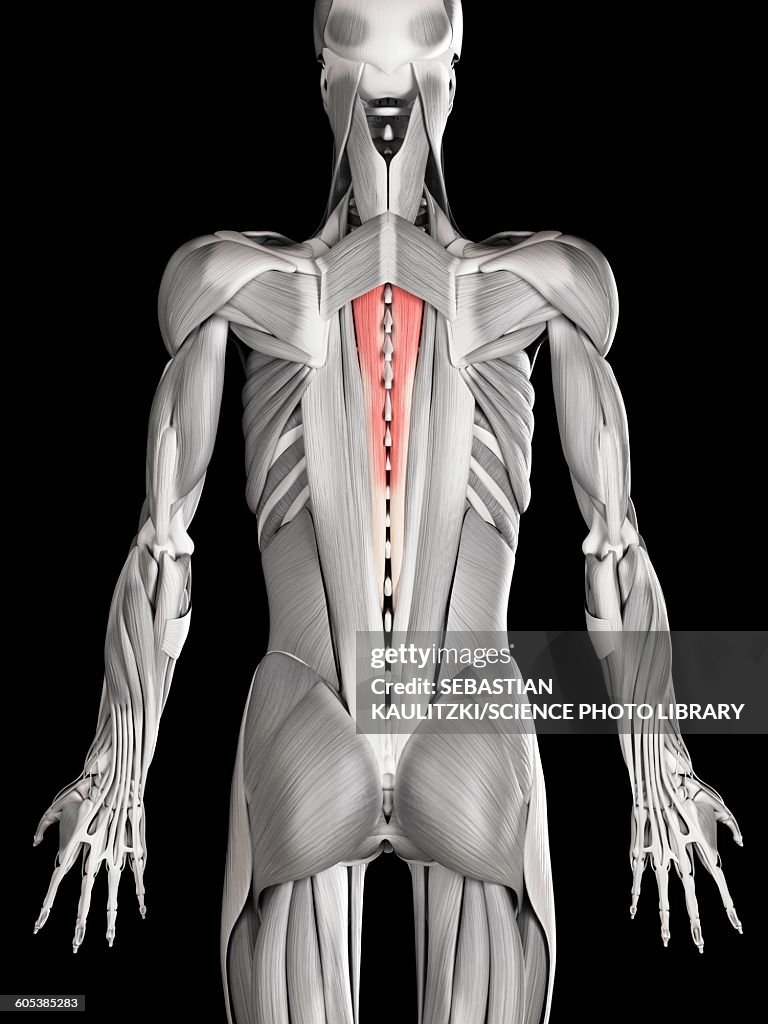 Human back muscles, illustration