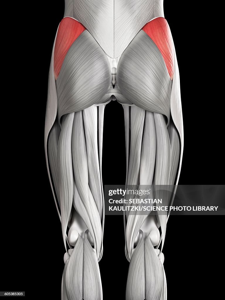 Human Buttock Muscles Illustration High Res Vector Graphic Getty Images human-buttock-muscles-illustration-high-res-vector-graphic-getty-images