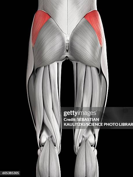 human buttock muscles, illustration - buttock stock illustrations