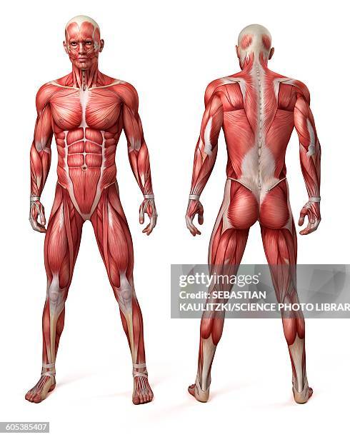 stockillustraties, clipart, cartoons en iconen met male muscular system, illustration - mannelijke gelijkenis