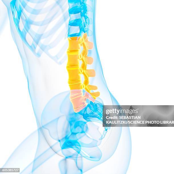 lumbar spine, illustration - lower back stock illustrations