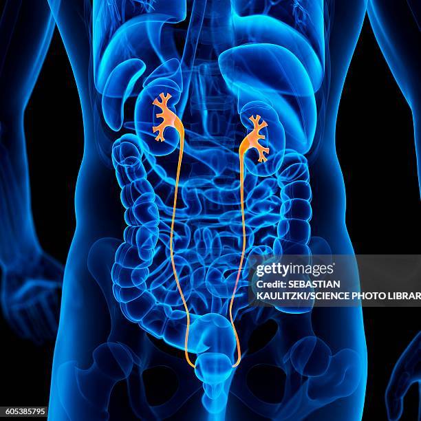 ilustrações de stock, clip art, desenhos animados e ícones de human ureter, illustration - ureter