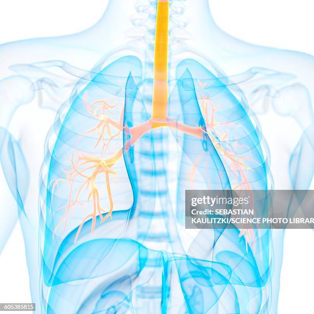 illustrations, cliparts, dessins animés et icônes de human bronchi, illustration - human lung