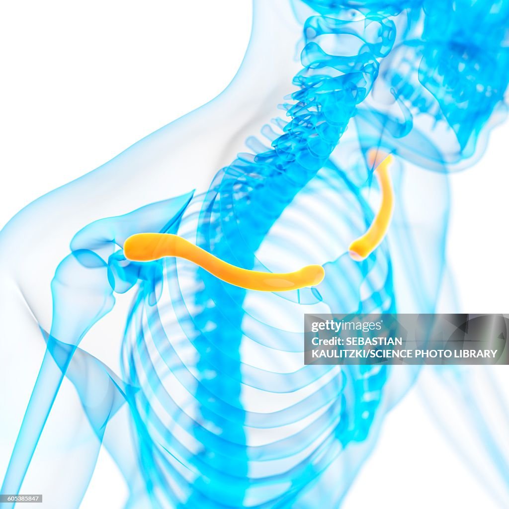 Cod Collarbone Human Collar Bone Illustration High-Res Vector Graphic - Getty Images