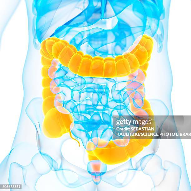 ilustrações, clipart, desenhos animados e ícones de large intestine, illustration - intestino grosso