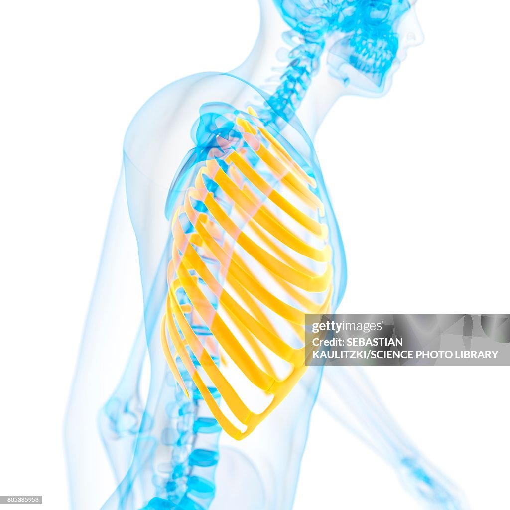 Ribcage Illustration High Biology Diagrams
