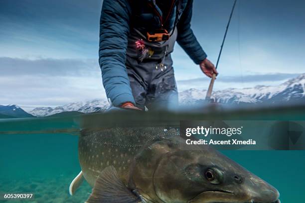 fly fisherman releases fish into stream, win - wild fotografías e imágenes de stock