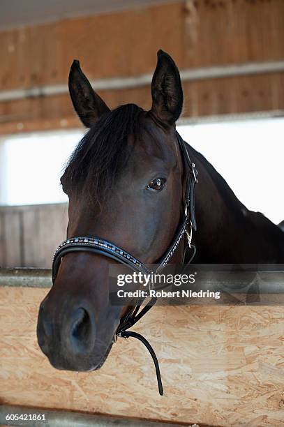 close-up of a brown horse in stable, bavaria, germany - animal mouth stock pictures, royalty-free photos & images