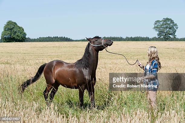 young woman standing with her brown horse in crop field, bavaria, germany - rein stock pictures, royalty-free photos & images