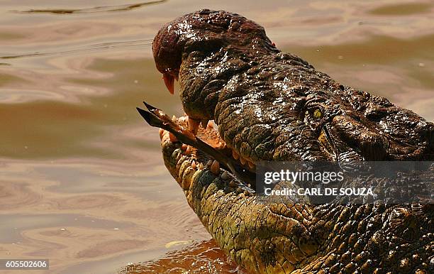 Large crocodile eats a Thompson gazelle during the annual wildebeest migration in the Masai Mara game reserve on September 14, 2016. / AFP / CARL DE...