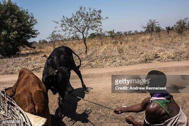 Man tries to direct a cow which ran off the road in the village of Masale, which lies in one of the areas most affected by drought, on September 10,...