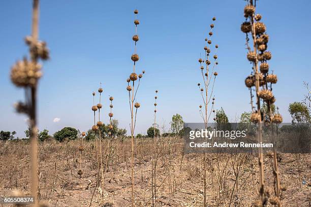 Weeds grow in a maize field in the village of Ngwelelo, which lies in one of the areas most affected by drought, on September 10, 2016 in Zomba,...