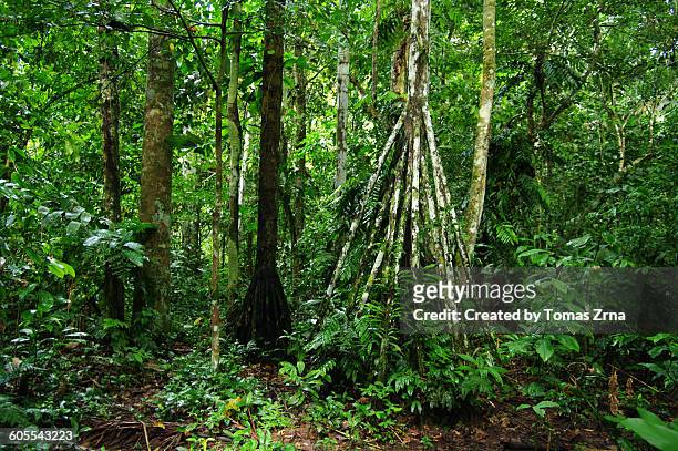 inside the jungle of madidi - madidi national park stock pictures, royalty-free photos & images