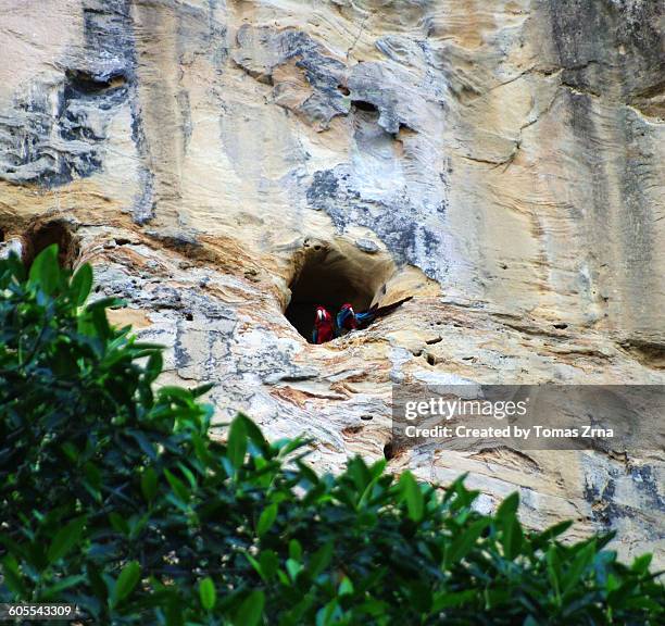 blue-throated macaws - madidi national park stock pictures, royalty-free photos & images