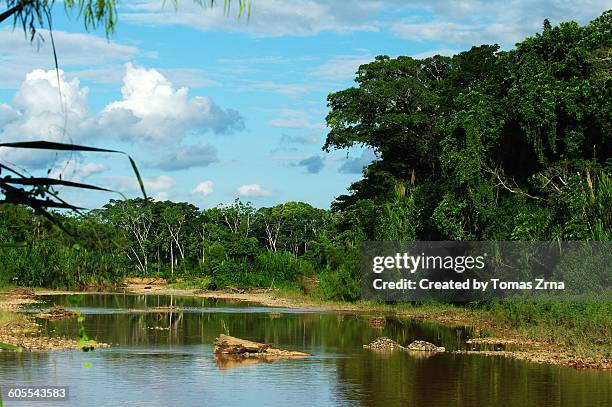 exploring the jungle of madidi - madidi national park stock pictures, royalty-free photos & images