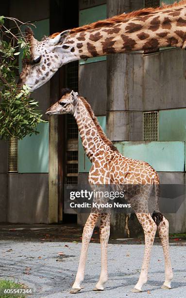 Baby giraffe and his mother are shown to the press in the southwestern Japan city of Kumamoto on Sept. 14, 2016 by the Kumamoto City Zoological and...