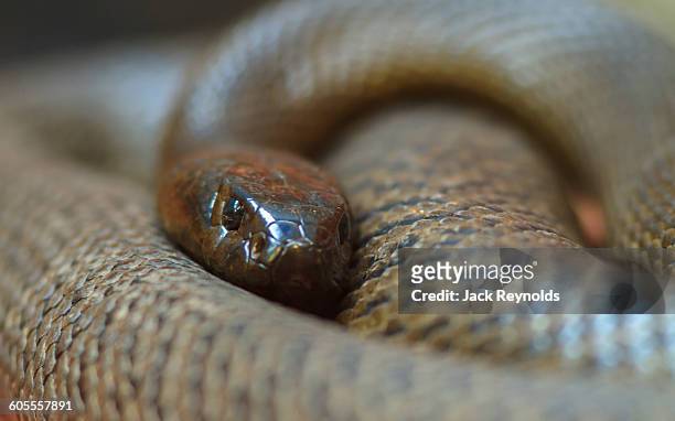inland taipan (fierce snake) - taipan snake stock pictures, royalty-free photos & images