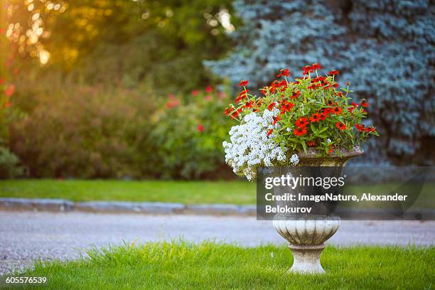 beautiful flowers in stone vase urn - urn flowers stock pictures, royalty-free photos & images