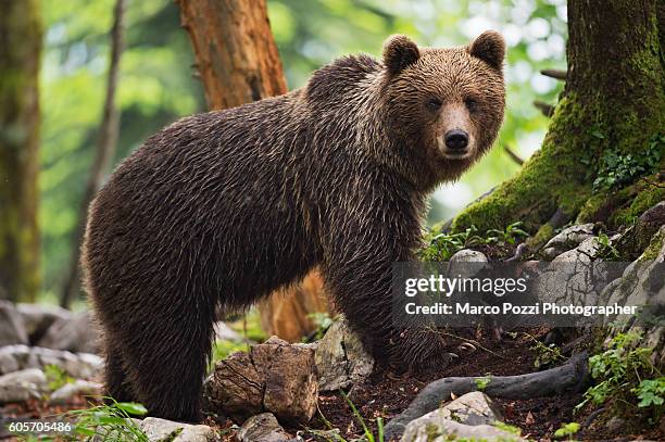 wet bear in the forest - braunbär stock-fotos und bilder