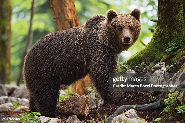 wet bear in the forest - eslovenia fotografías e imágenes de stock