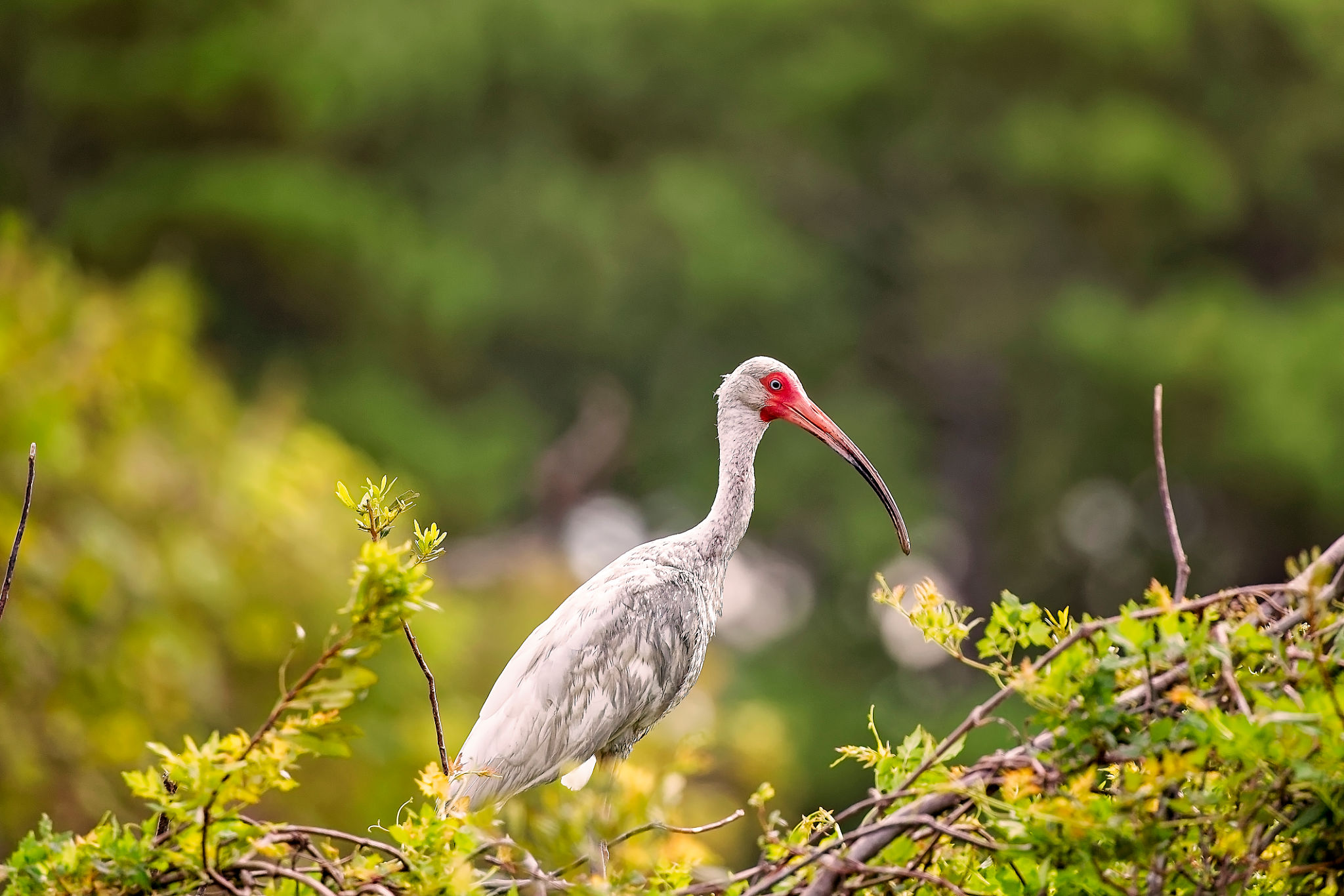 hilton head wildlife