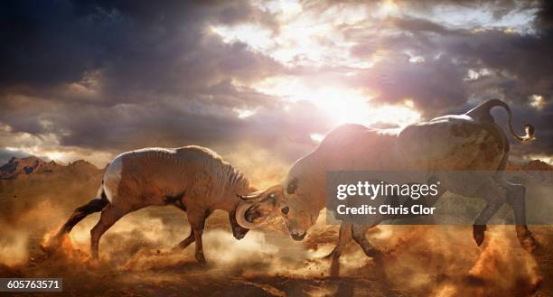 bull and ram fighting in dusty field - taurus stock-fotos und bilder