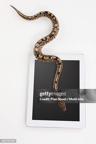 Computer Python Photos and Premium High Res Pictures - Getty Images