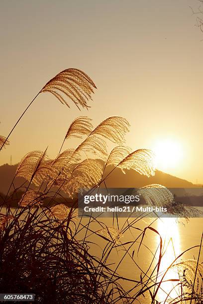 reed, junam reservoir, south gyeongsang province changnyeong - south gyeongsang province stockfoto's en -beelden