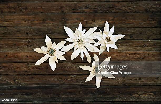 edelweiss made of wood. - edelweiss flower stock pictures, royalty-free photos & images