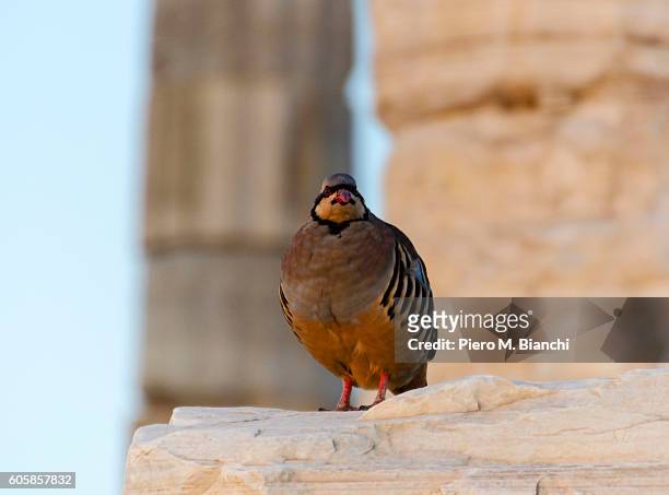 athens - common quail stockfoto's en -beelden