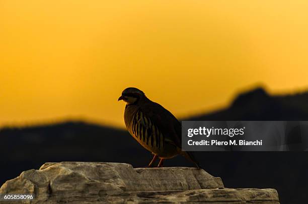 athens - common quail stockfoto's en -beelden