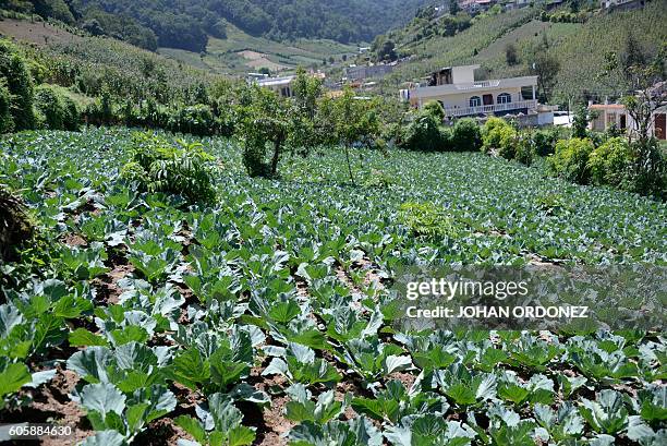 Picture taken on September 8, 2016 shows a plantation of cauliflower in El Aguacate village in the Concepcion Chiquirichapa municipality,...