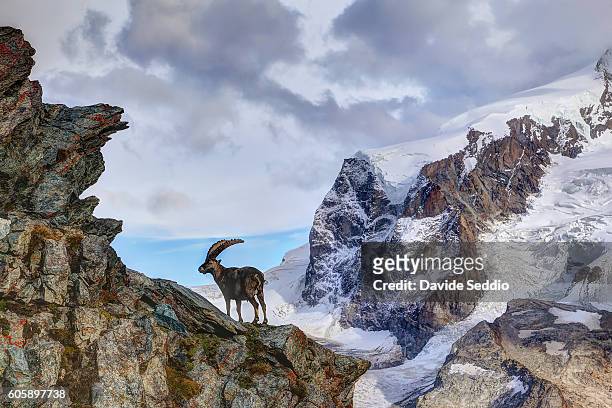 alpine ibex in the mountains - swiss ibex stockfoto's en -beelden