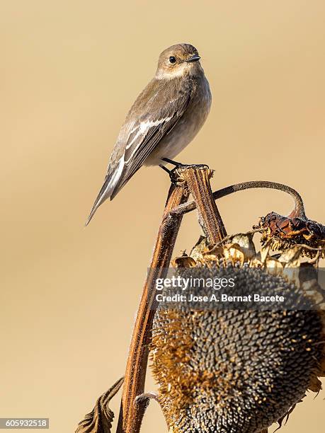 male chaffinch bird species , (fringilla coelebs ), on a dry sunflower ready for harvest. - wilted stock pictures, royalty-free photos & images